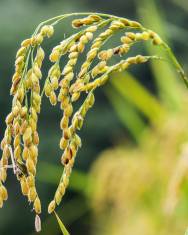 Fotografia da espécie Oryza sativa