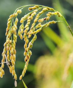 Fotografia da espécie Oryza sativa