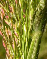 Fotografia da espécie Panicum capillare