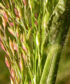 Fotografia da espécie Panicum capillare