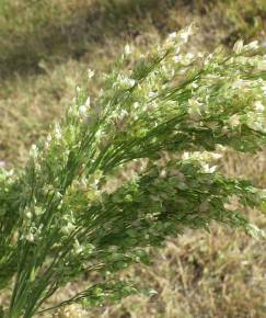 Fotografia da espécie Panicum miliaceum