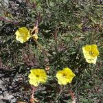 Fotografia 1 da espécie Oenothera affinis do Jardim Botânico UTAD