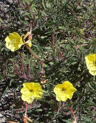 Oenothera affinis