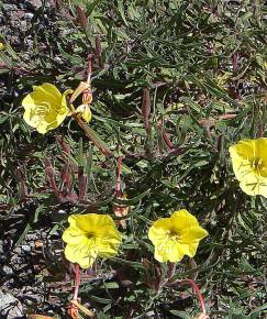 Fotografia da espécie Oenothera affinis