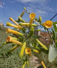 Fotografia da espécie Nicotiana glauca