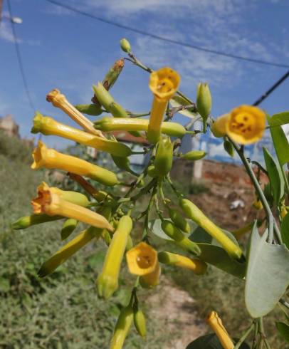 Fotografia de capa Nicotiana glauca - do Jardim Botânico