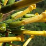 Fotografia 9 da espécie Nicotiana glauca do Jardim Botânico UTAD