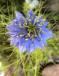 Nigella damascena