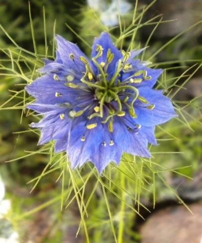 Fotografia de capa Nigella damascena - do Jardim Botânico