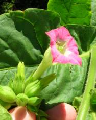 Fotografia da espécie Nicotiana tabacum