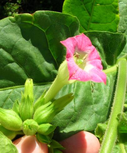 Fotografia de capa Nicotiana tabacum - do Jardim Botânico