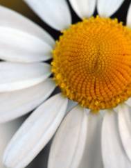 Anthemis cotula