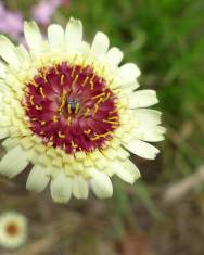 Fotografia da espécie Tolpis umbellata