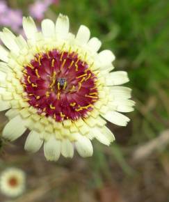 Fotografia da espécie Tolpis umbellata