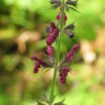 Fotografia 5 da espécie Stachys sylvatica do Jardim Botânico UTAD