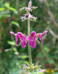 Stachys sylvatica