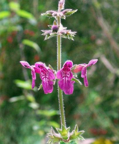 Fotografia de capa Stachys sylvatica - do Jardim Botânico