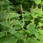 Fotografia 9 da espécie Stachys sylvatica do Jardim Botânico UTAD