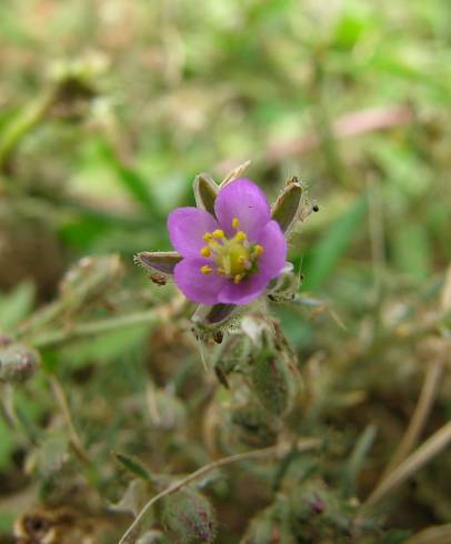 Fotografia de capa Spergularia rubra - do Jardim Botânico