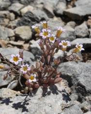 Fotografia da espécie Sedum mucizonia