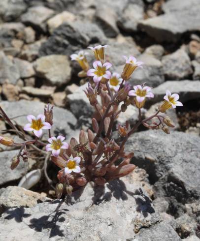 Fotografia de capa Sedum mucizonia - do Jardim Botânico