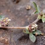 Fotografia 1 da espécie Trifolium scabrum do Jardim Botânico UTAD