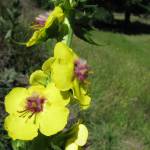 Fotografia 9 da espécie Verbascum virgatum do Jardim Botânico UTAD