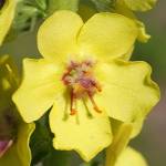 Fotografia 10 da espécie Verbascum virgatum do Jardim Botânico UTAD