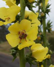 Fotografia da espécie Verbascum virgatum