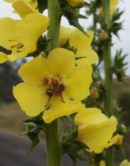 Verbascum virgatum