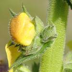 Fotografia 15 da espécie Verbascum virgatum do Jardim Botânico UTAD