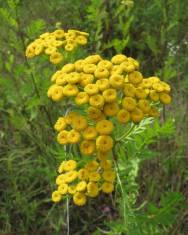 Fotografia da espécie Tanacetum vulgare