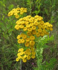 Fotografia da espécie Tanacetum vulgare