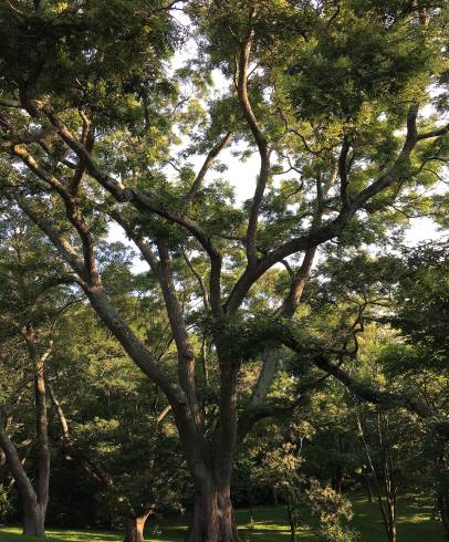 Fotografia de capa Styphnolobium japonicum - do Jardim Botânico