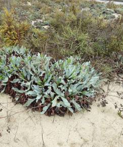 Fotografia da espécie Limonium ovalifolium