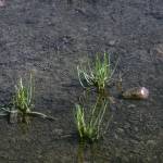 Fotografia 1 da espécie Lilaea scilloides do Jardim Botânico UTAD