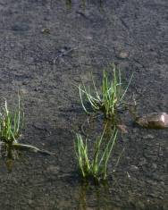 Fotografia da espécie Lilaea scilloides