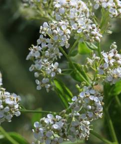 Fotografia da espécie Lepidium latifolium