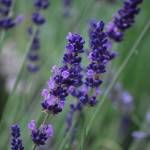 Fotografia 8 da espécie Lavandula angustifolia do Jardim Botânico UTAD