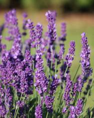 Fotografia da espécie Lavandula angustifolia