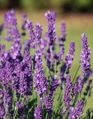 Lavandula angustifolia