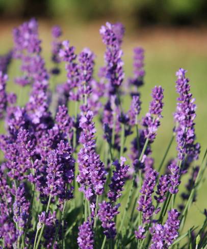 Fotografia de capa Lavandula angustifolia - do Jardim Botânico