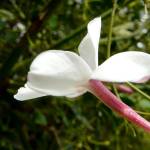 Fotografia 8 da espécie Jasminum officinale do Jardim Botânico UTAD