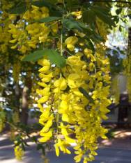 Fotografia da espécie Laburnum x watereri