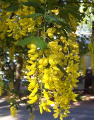 Laburnum x watereri