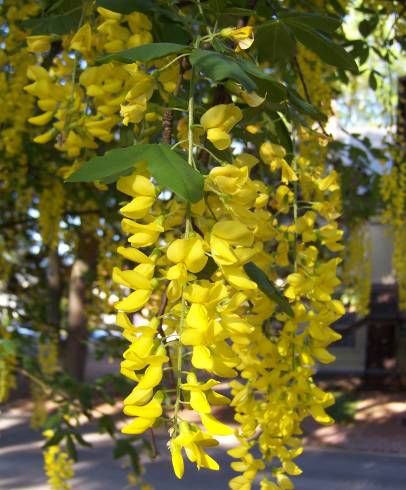 Fotografia de capa Laburnum x watereri - do Jardim Botânico