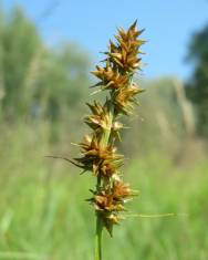 Fotografia da espécie Carex spicata