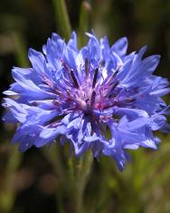 Fotografia da espécie Centaurea cyanus