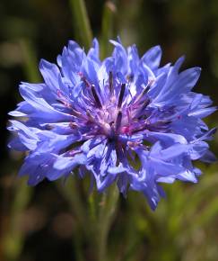 Fotografia da espécie Centaurea cyanus