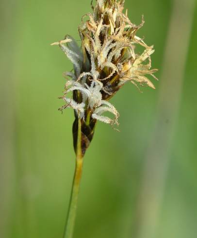 Fotografia de capa Carex divisa - do Jardim Botânico